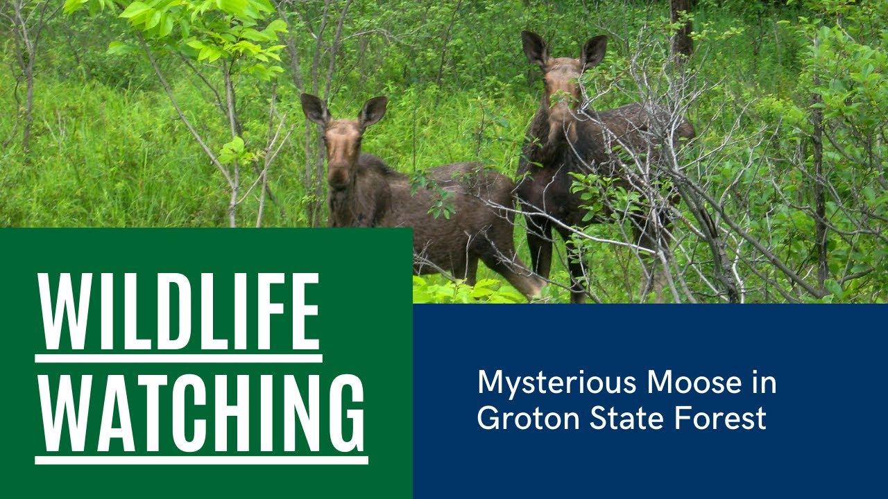 Mysterious Moose in Groton State Forest