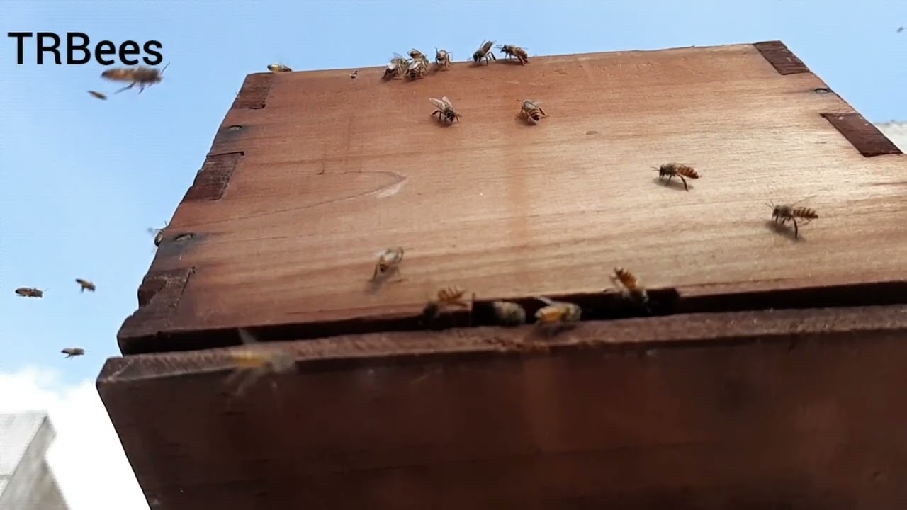 Swarm capture!!! Happy at last. #trbees #beekeeping #apiscerena