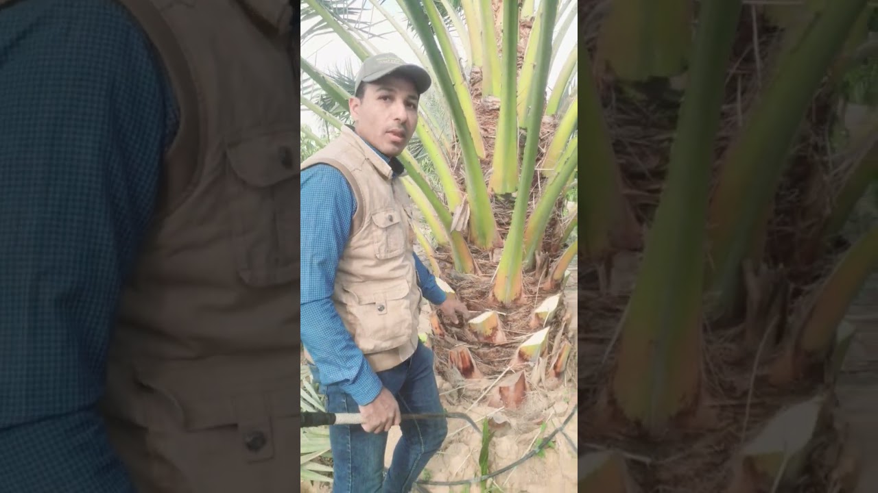 تأثير عملية التقليم على إنتاجية النخيل