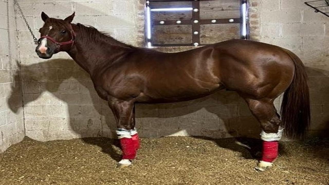 EL PATRÓN CUADRA GUANAJUATO - AARON CHAVEZ Y SUS TAPADOS