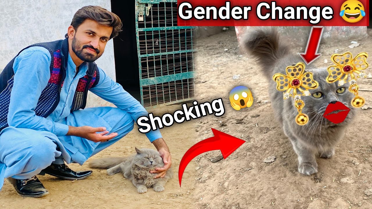 Ye kesay ho Sagta😳😱Hamari Cat Ka Gender Change Hogya 😂