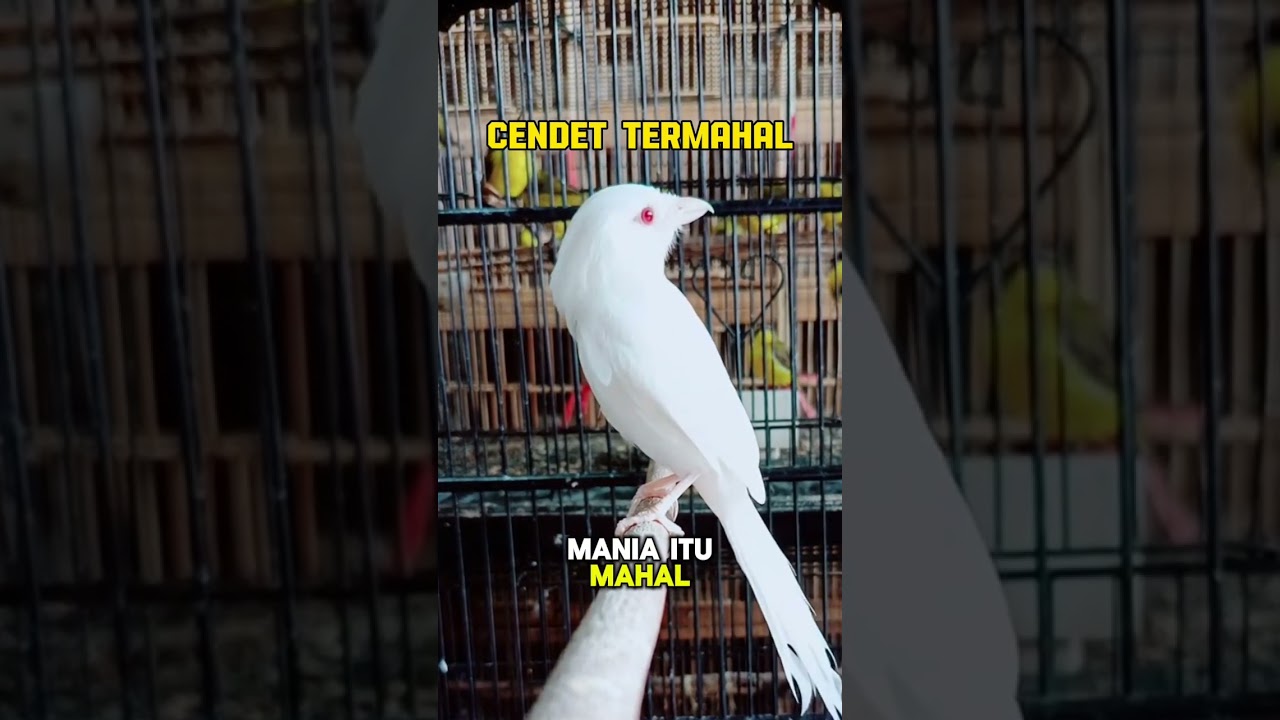 Termahal ‼️ Burung Cendet Albino😍 