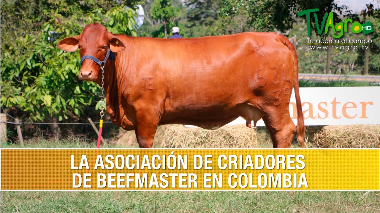 La Asociacion Colombiana de Criadores de BeefMaster- TvAgro por Juan Gonzalo Angel Restrepo