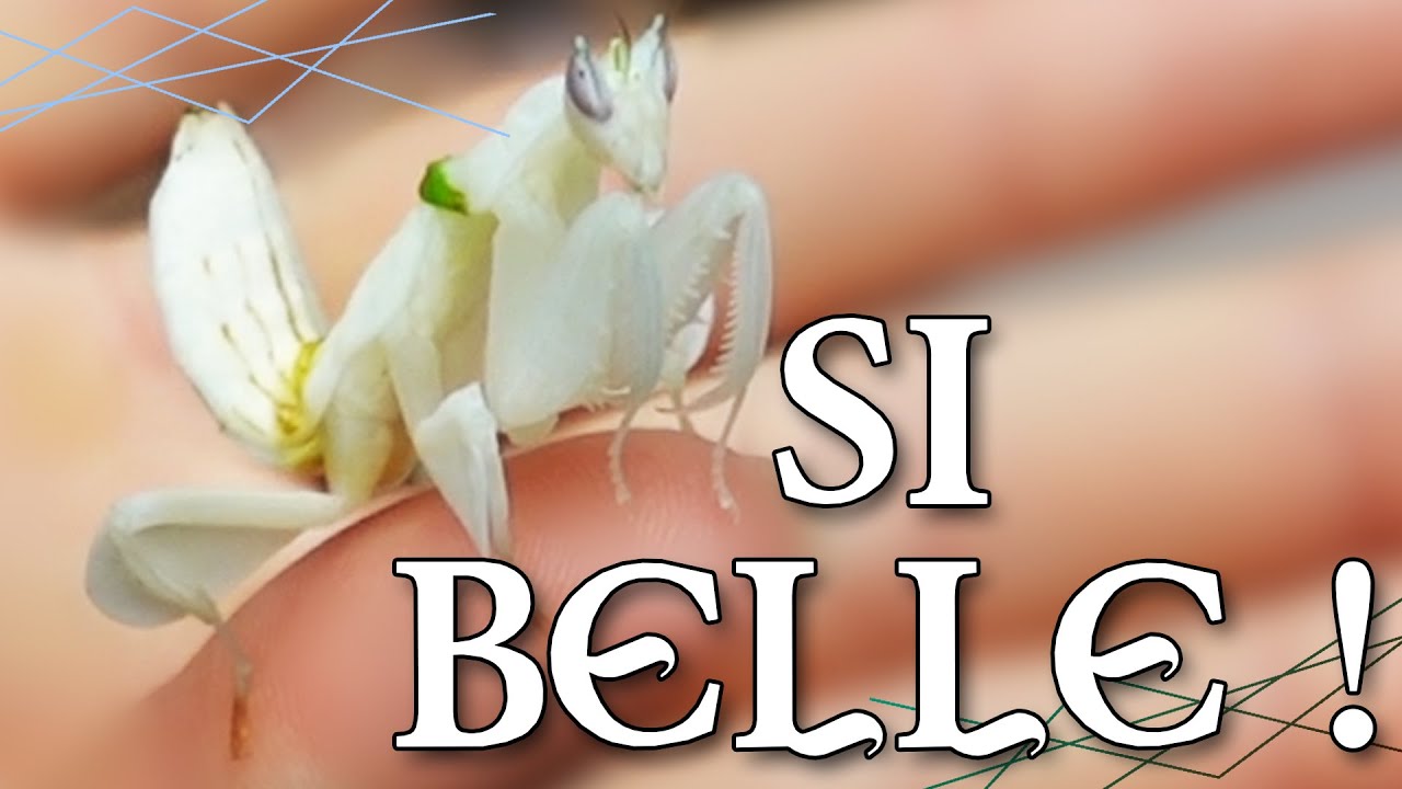 UNBOXING : je reçois des mantes orchidées !