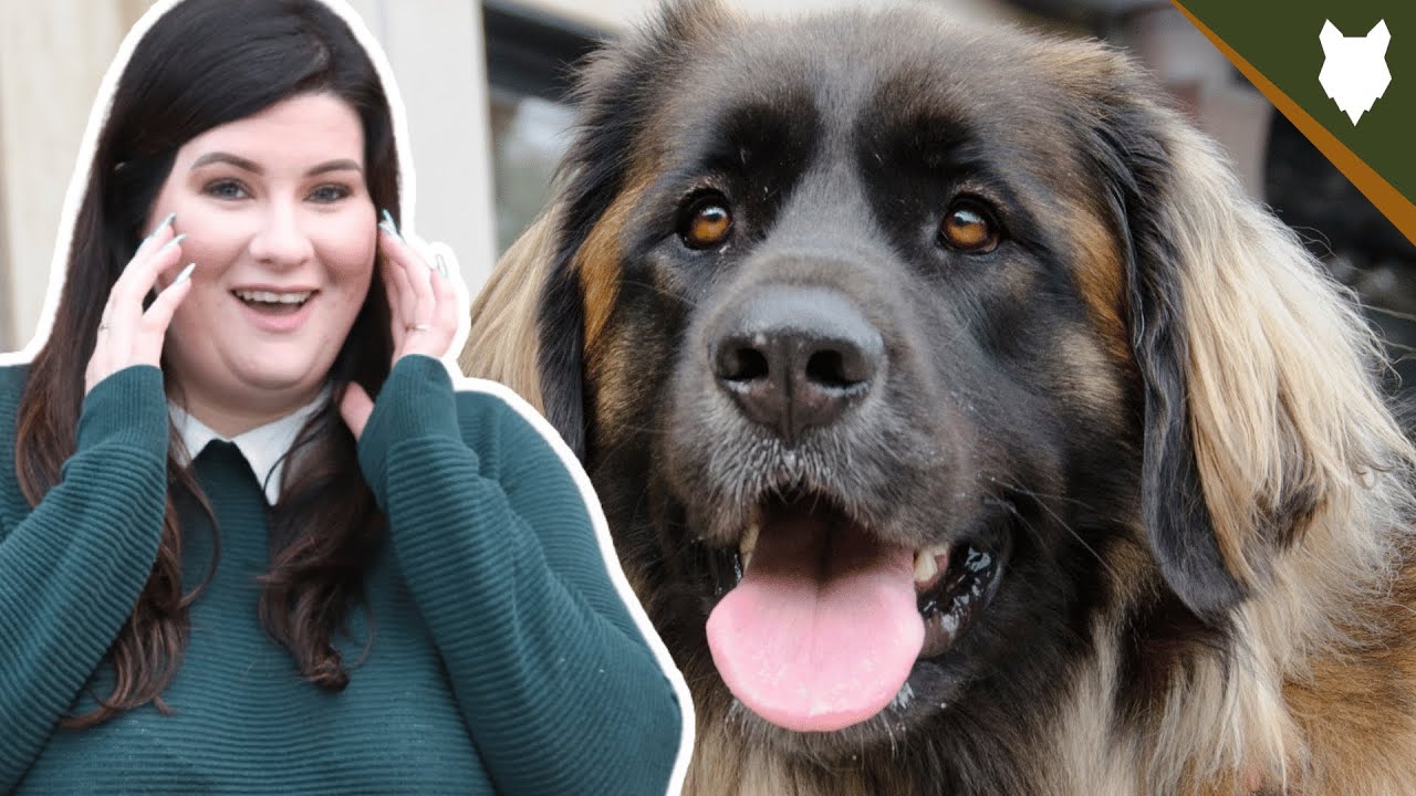 5 Reasons You SHOULD NOT GET A LEONBERGER!