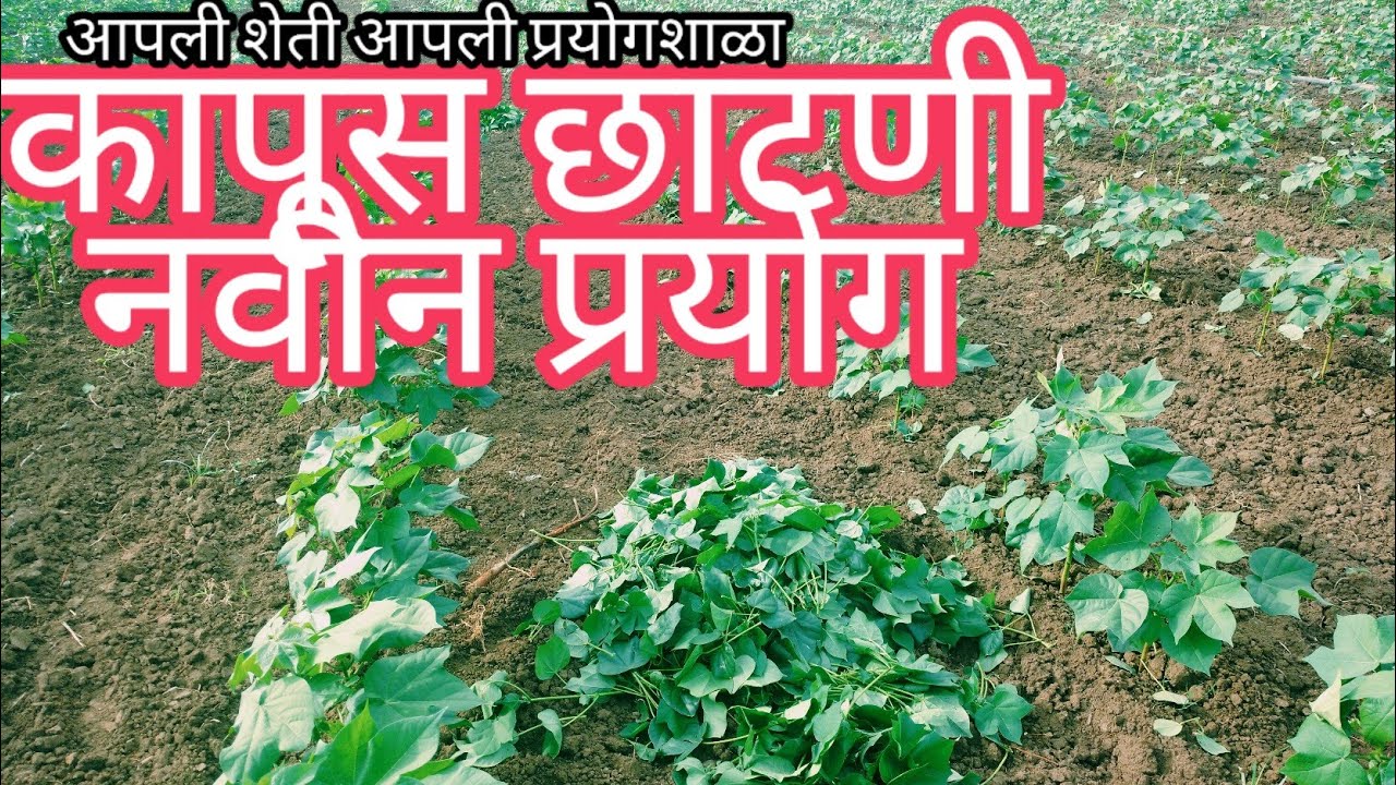 कापूस पिकावर जबरदस्त प्रयोग कापुस छाटणी कमी खर्चात जास्त ऊत्पादन