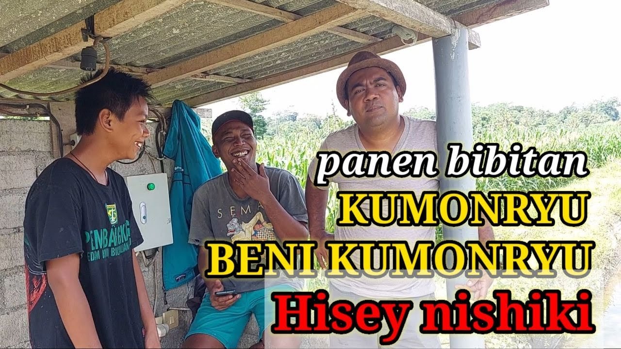 Panen Ikan Koi Partai Blitar Jenis Kumonryu Beni kumonryu Hisey nishiki @geronimokoiblitar