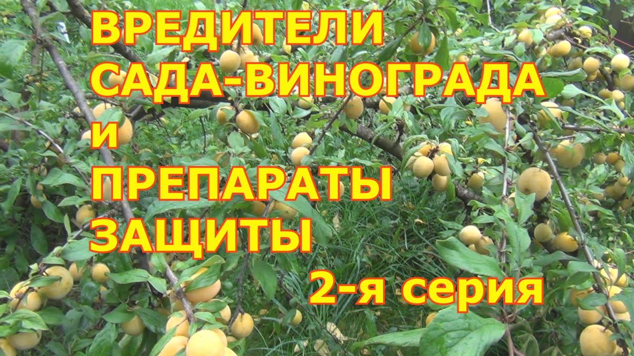 2-я серия. ПРЕПАРАТЫ ЗАЩИТЫ  ОТ ВРЕДИТЕЛЕЙ.  Что купить на сезон