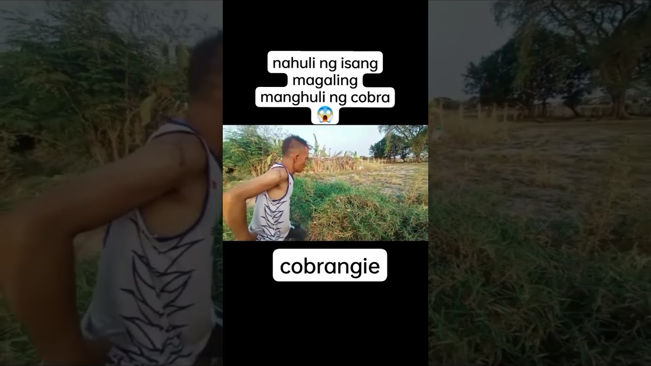 Cobra sa bukid