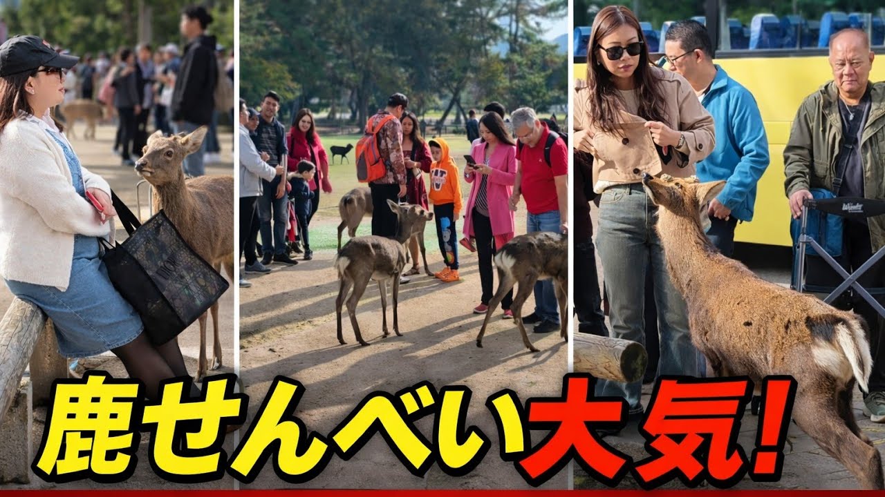 Cute Deer Moments in Nara Park 🦌🇯🇵 | 鹿せんべい大人気!Japanese Deer Attacking for Snacks 😂🦌#japan#longvideo 