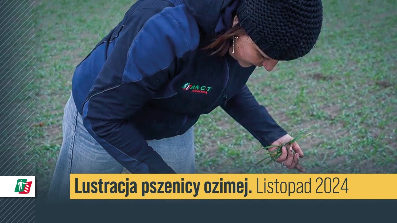 Lustracja pszenicy RAGT w woj. mazowieckim🌾🧐  Pszenica RGT listopad 2024 