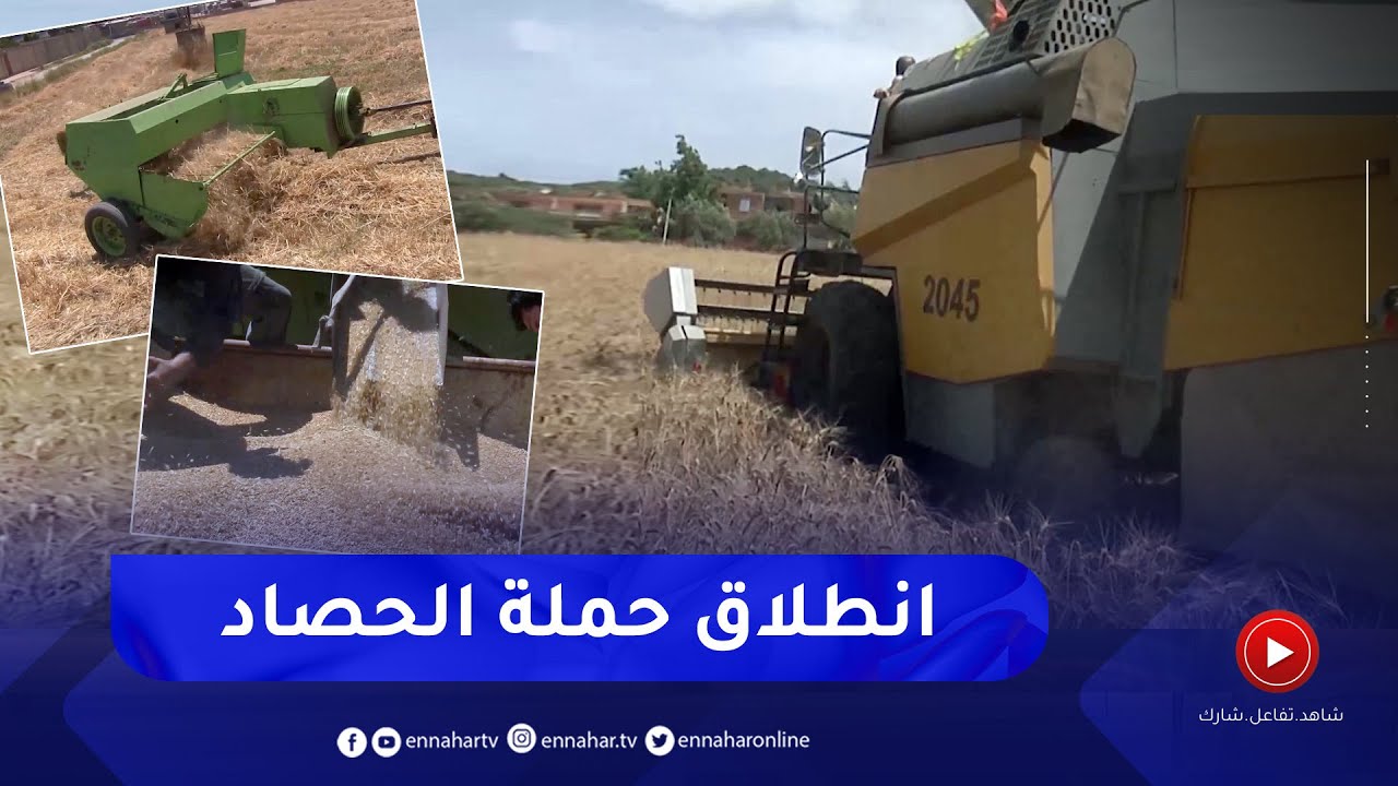 بجاية: بمعدل 42 قنطار في الهكتار.. توقع محصول وفير من القمح مع انطلاق موسم الحصاد