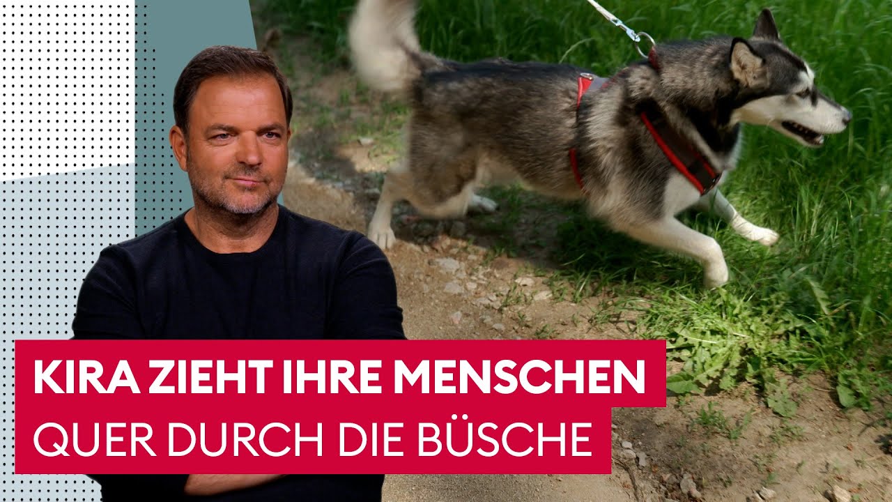 Eine Husky-H&uuml;ndin mit viel Power | Der Hundeprofi