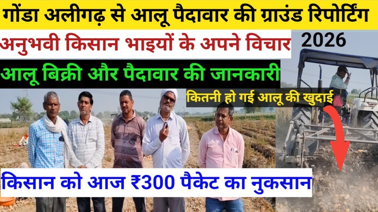 गोड़ा अलीगढ़ से आलू पैदावार की ग्राउंड रिपोर्ट/आलू बिक्री और पैदावार की जानकारी/₹300 पैकेट का नुकसान