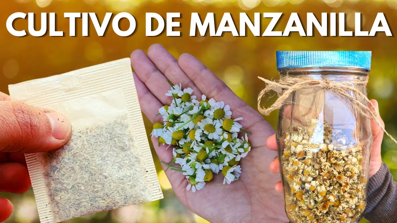 Cultiva MANZANILLA en poco espacio y cosecha en 45 días