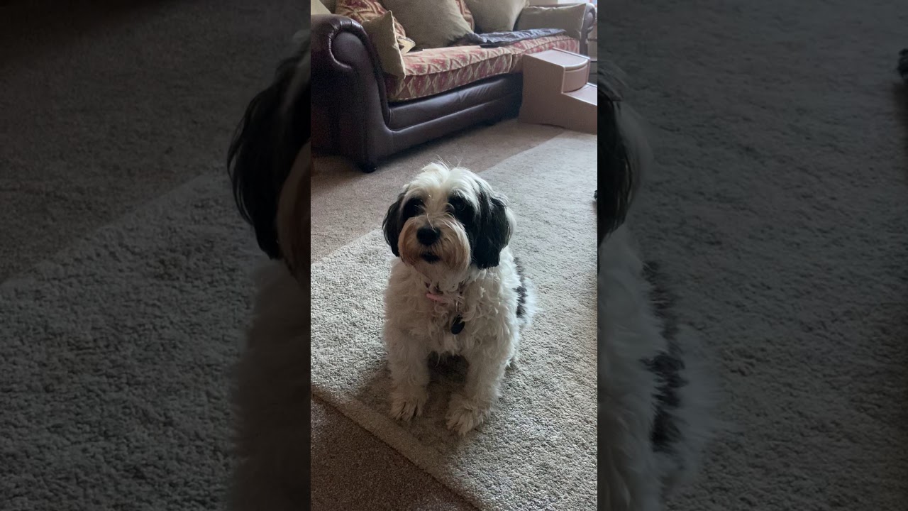 Tiffany The Tibetan Terrier Talking To Mum