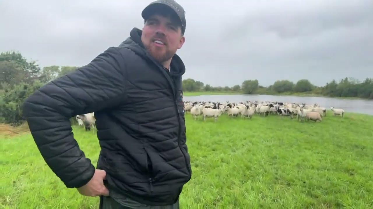 Flash flooding means we have 150 stranded sheep…