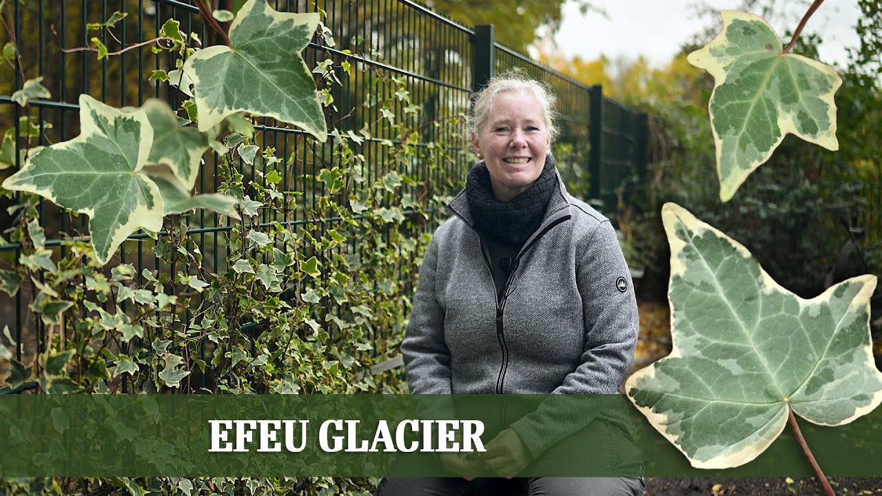 Efeu Glacier – der pflegeleichte Blickfang für schattige Gärten