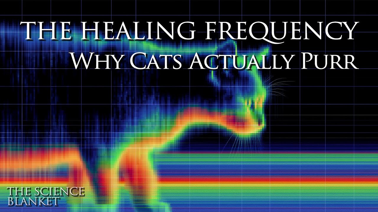 The Physics of the Purr | Science For Sleep