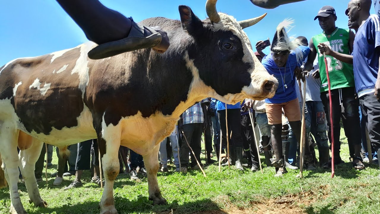 Bullfighting btn Promise vs Junior/Shakahola