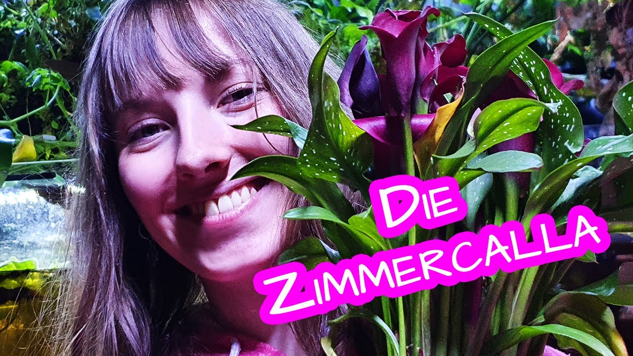 Die Zimmercalla 🌺🌿 Zantedeschia Aethiopica