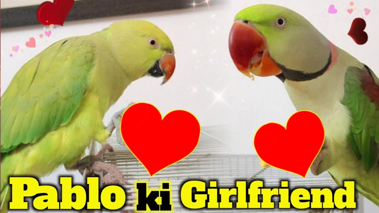 Parrot Pablo Ki GIRLFRIEND aa Gai 😍