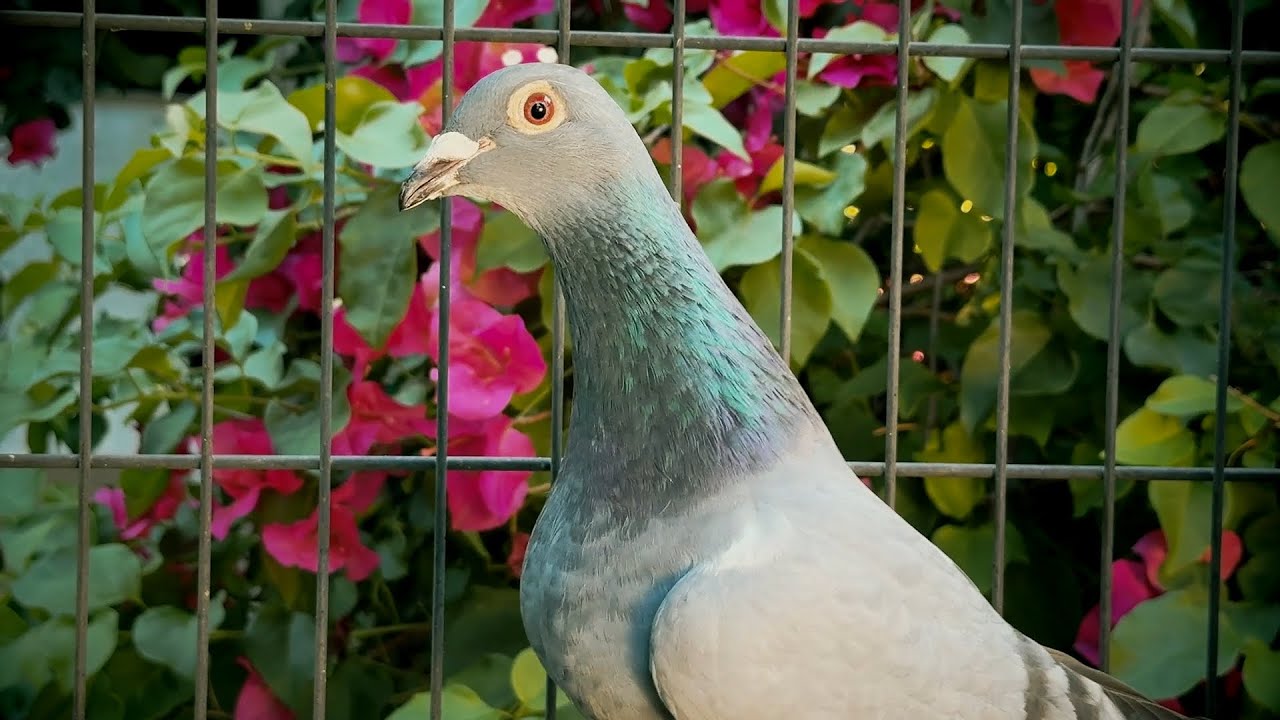 New Leo Heremans hen