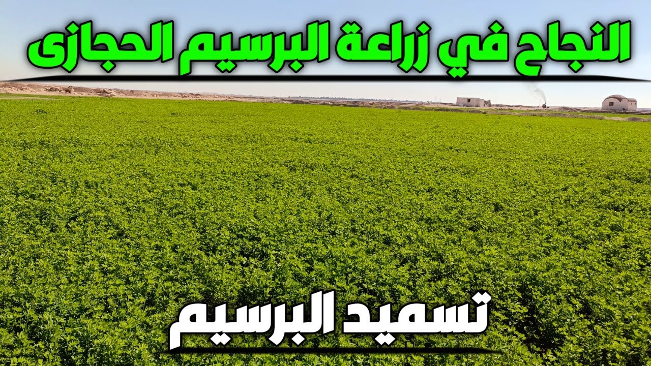 لو عاوز تنجح فى زراعة البرسيم الحجازى فلازم تطبق البرنامج التسميدى ده للبرسيم الحجازى بسرعة