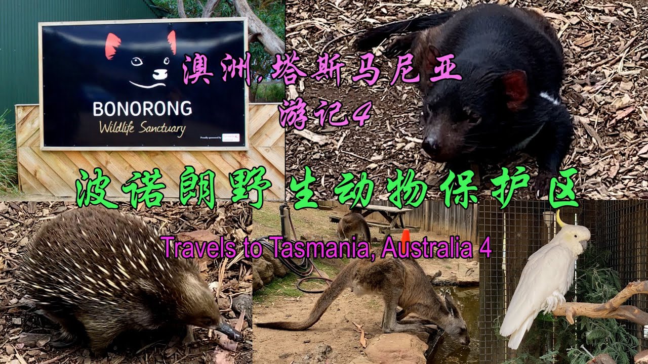 澳洲，塔斯马尼亚游记4：波诺朗野生动物保护区 Travels to Tasmania, Australia 4：Bonorong Wildlife Sanctuary