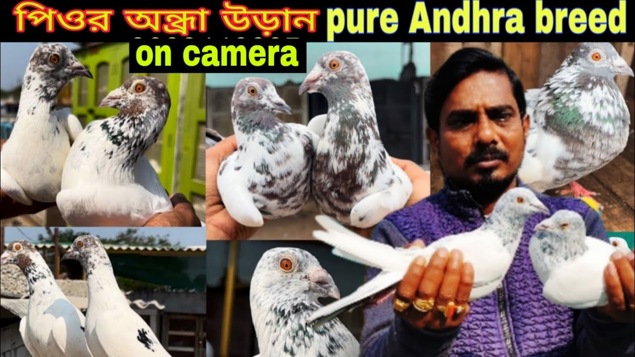 PURE ANDHRA PIGEON // OF BIPRA BHAI // অন্ধ্রা পায়রা দেখুন .. BENGAL PIGEON..