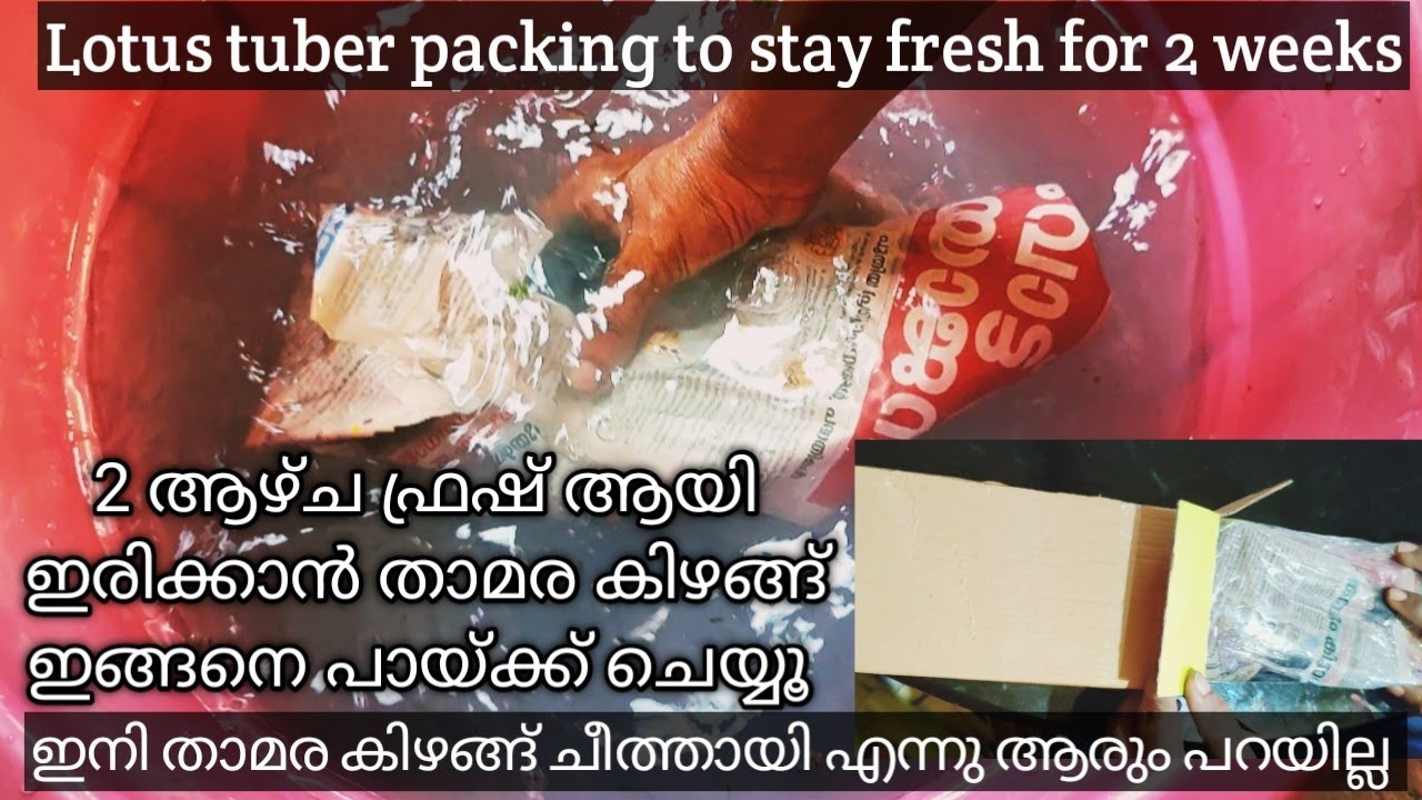 #lotus/Lotus packing/How to pack lotus tuber to stay fresh for many days
