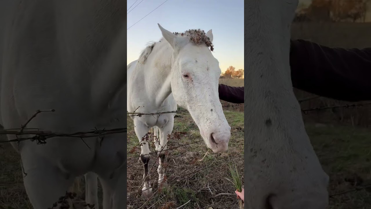 Idk much about horses.. but they don&rsquo;t look well maintained. #horsesoftiktok #horsetok #horsies