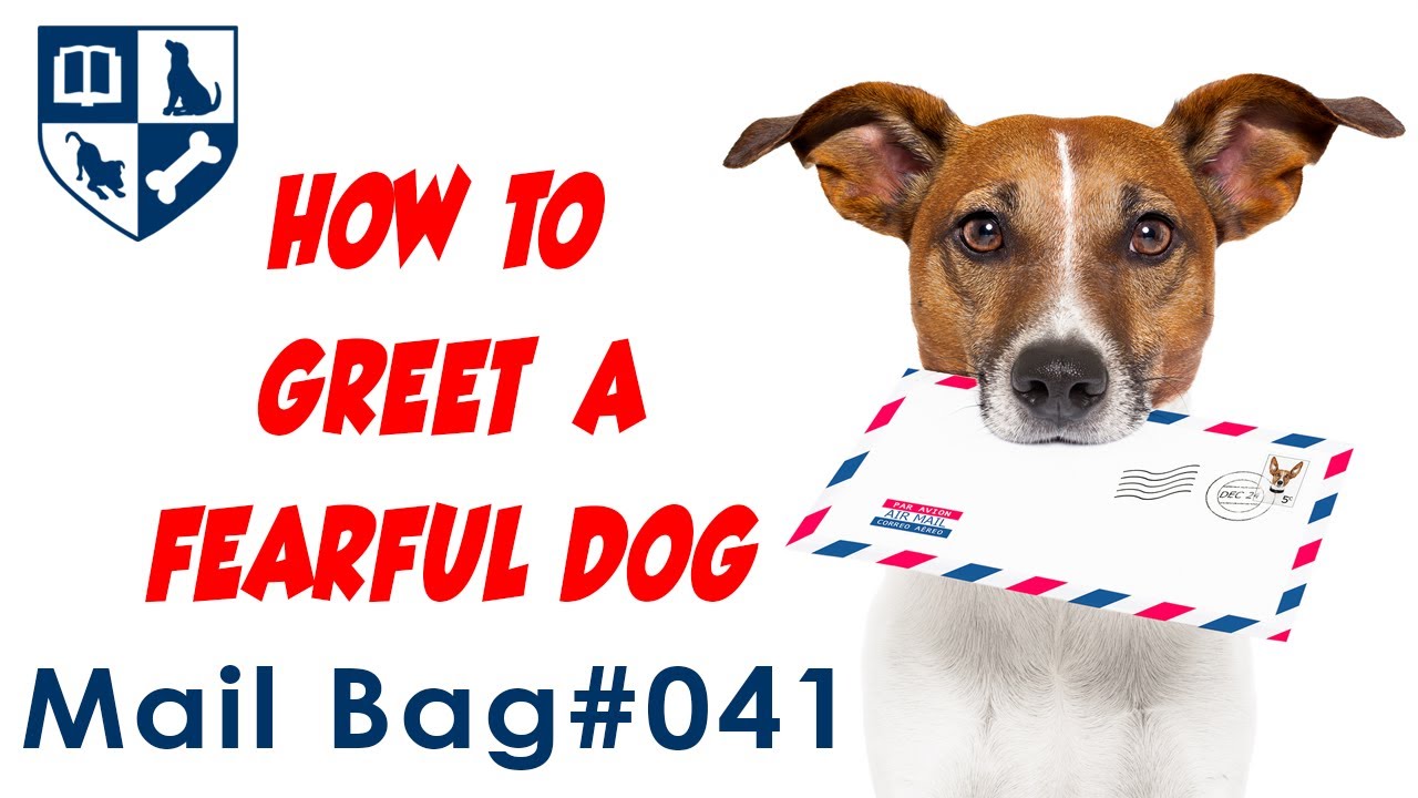 Mail Bag 41 - The Treat & Retreat Protocol for Helping Dogs Who are Afraid of People