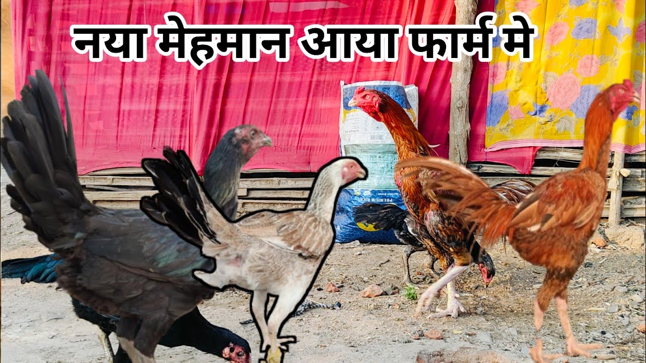 नया मेहमान फार्म आया // Nya Mehman Farm aaya 
