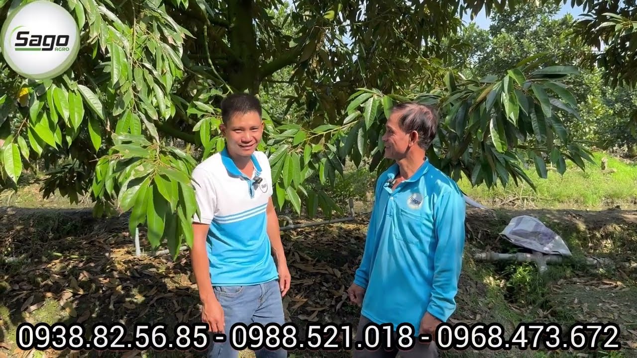 QUY TRÌNH PHỤC HỒI CHUẨN SAGO - LẤY 1 CƠI LẤP PhỦ LÁ
