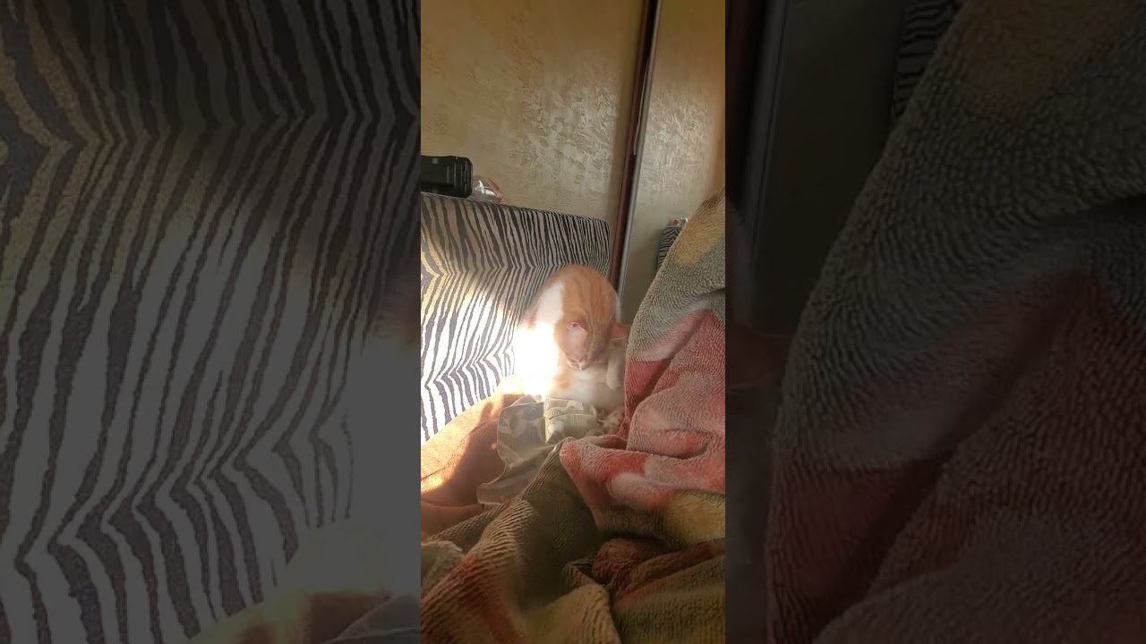 Июль #cat 