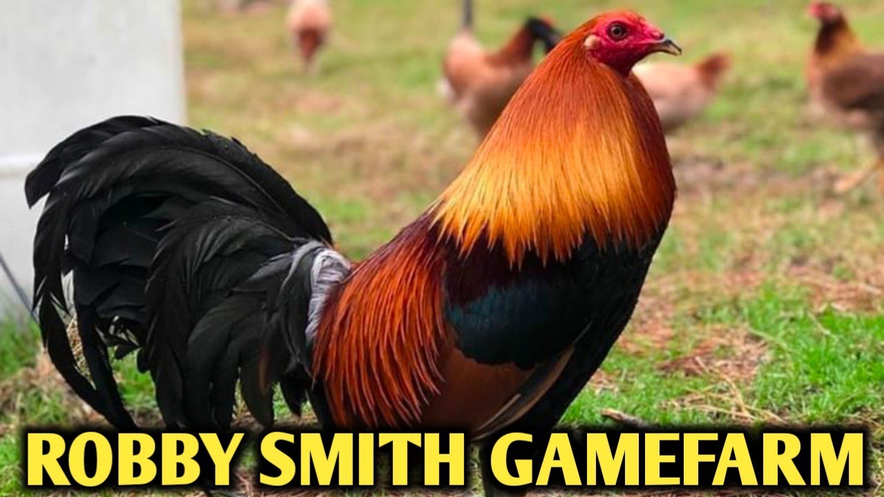 Brownred Gilmore hatch - Robby Smith Farm