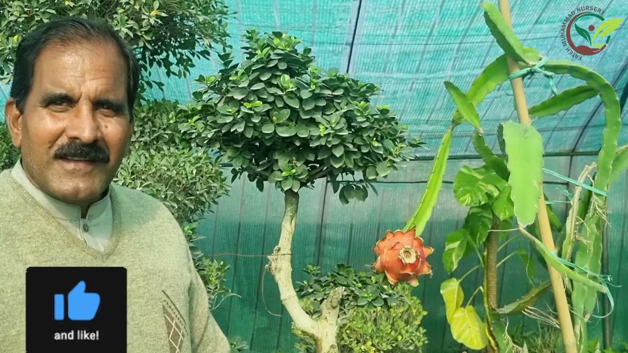   Farmers successfully grow dragon fruit in Islamabad  Pakistan 