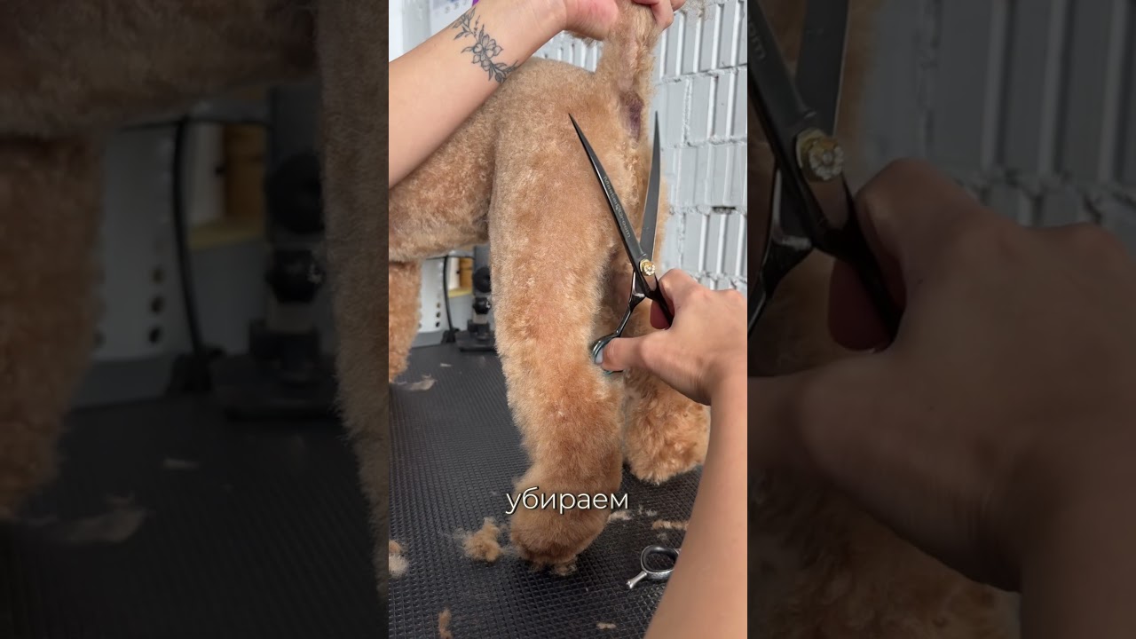 Как подстричь лапку пуделю ☺️ #пудель #viral #fyp #dog #рекомендации