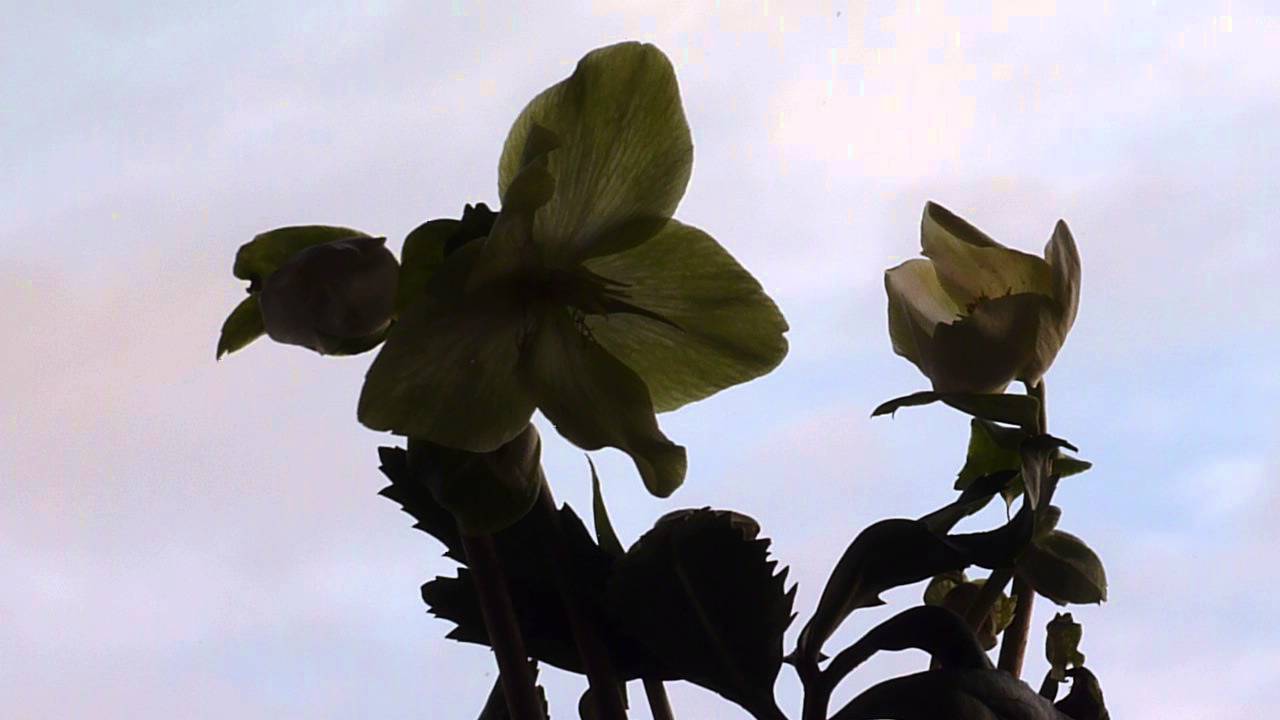 Maria Farantouri - Kapoios Giortazei - Helleborus 