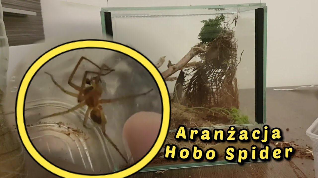 Mega aranżacja Hobo eratigena Agrestis! | Terrarium z piachu! #spider