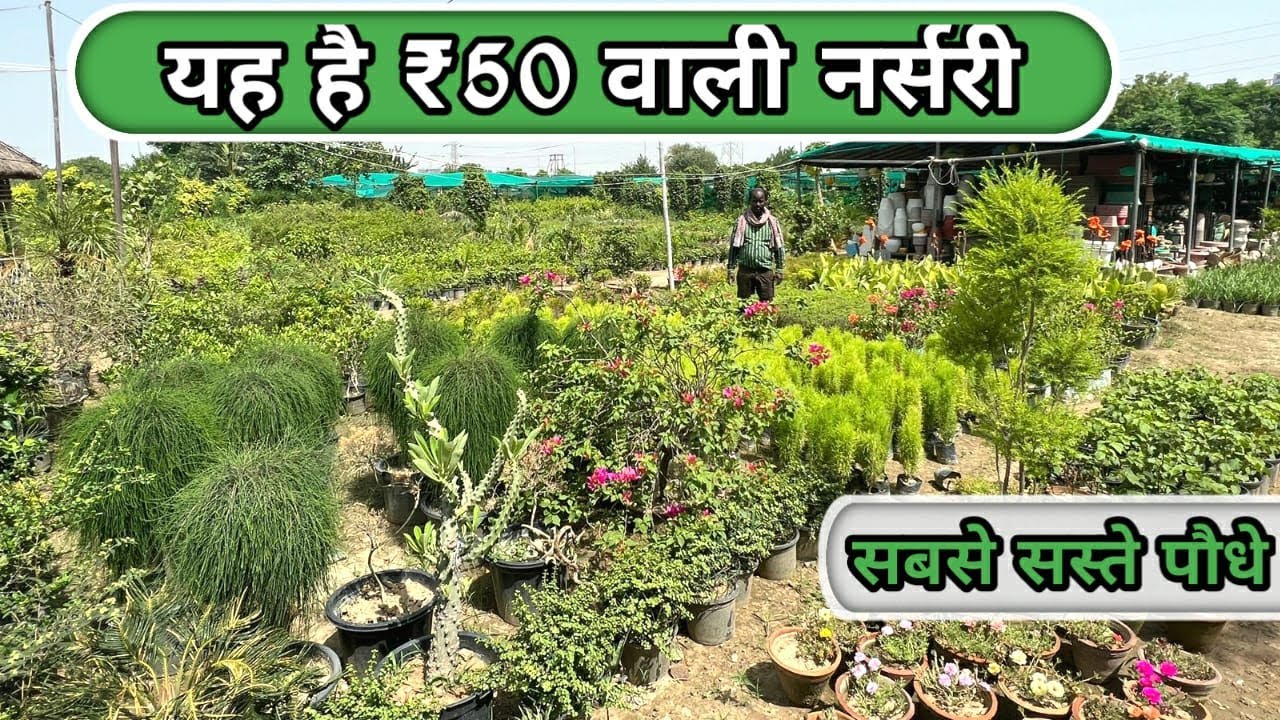 यह है ₹50 वाली नर्सरी जो आपको सबसे सस्ते पौधे यहां मिलते हैं