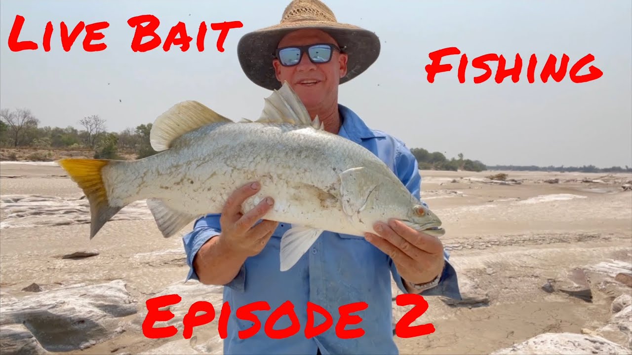 Live Bait Barramundi Fishing episode 2