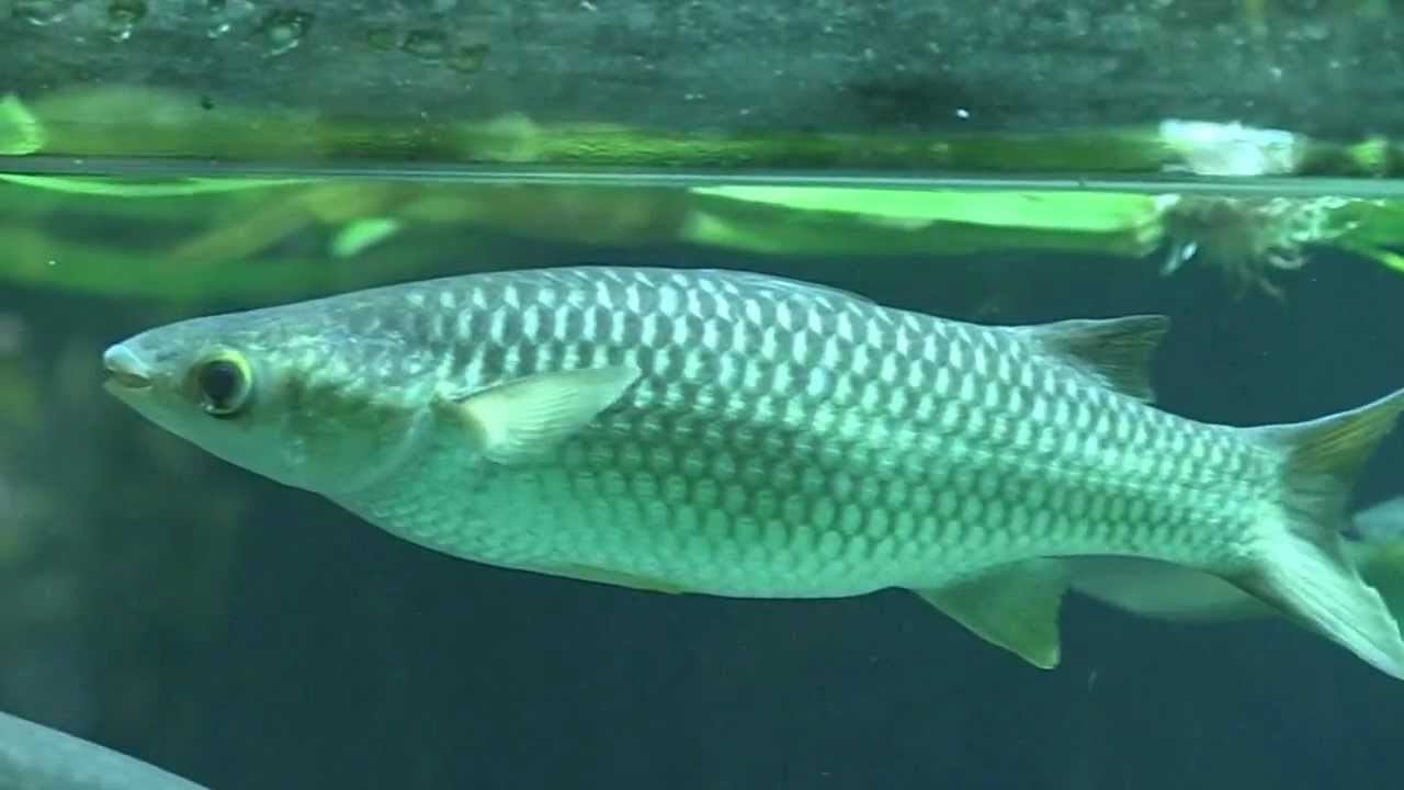 Diamond Mullet (Liza ordensis)