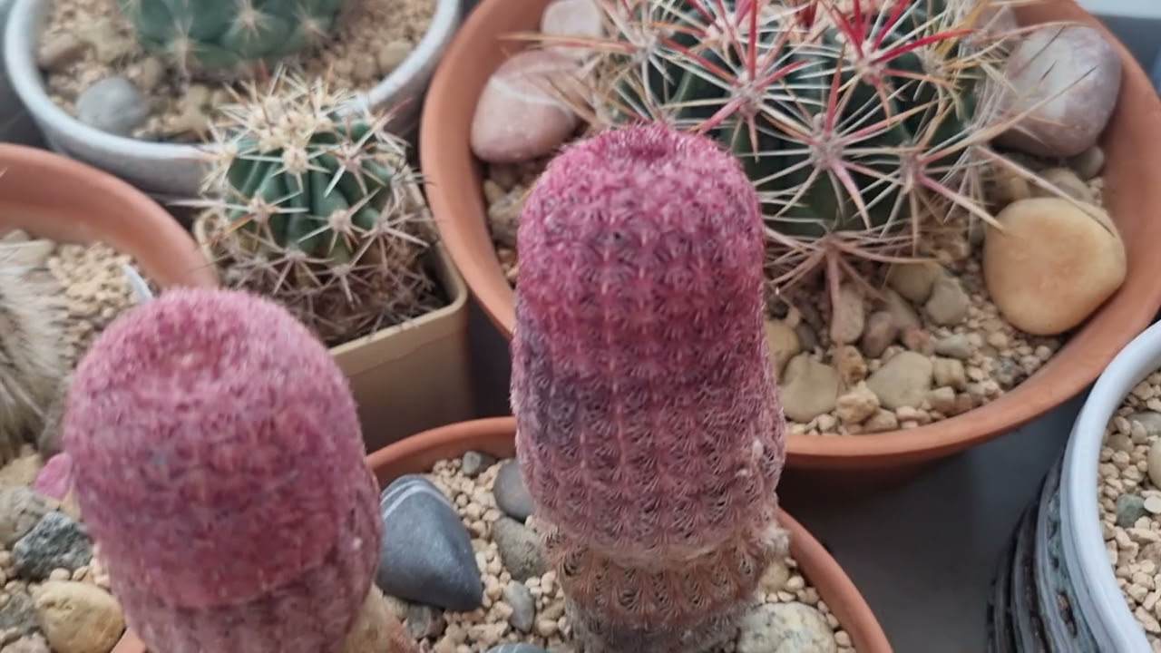 Результаты зимовки 2026г. 🌵🌵🌵