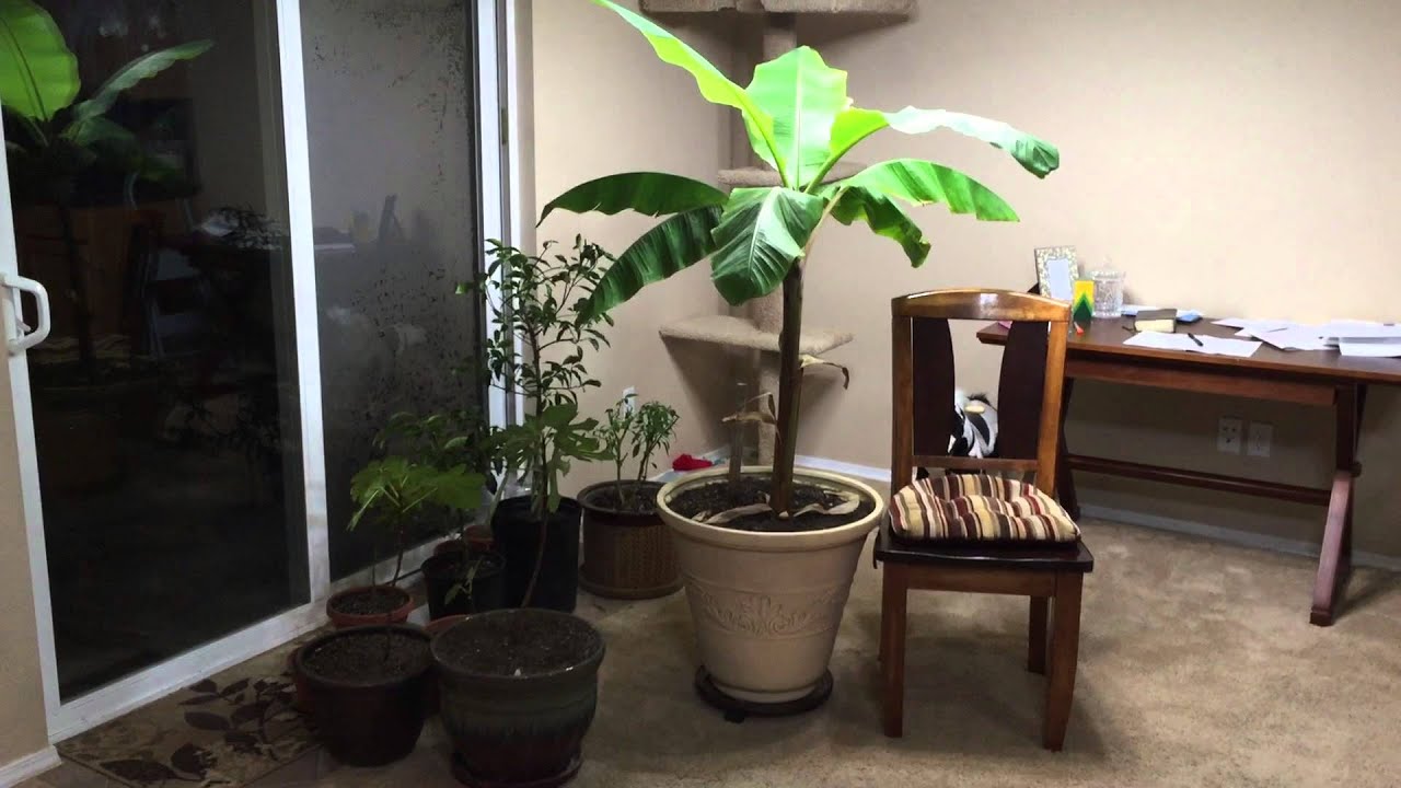 How To Grow a Large Banana Plant Indoors