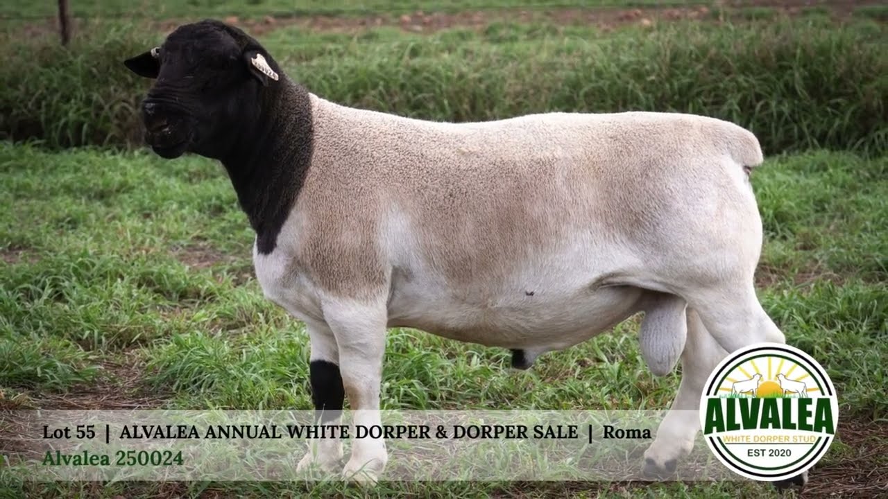 Lot 55 - Alvalea 250024 - Alvalea White Dorper & Dorper Sale - 13th March 2026 - Roma Qld