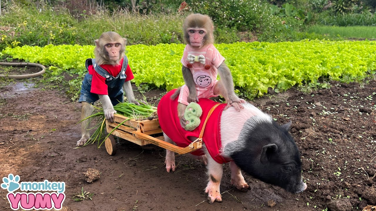 Monkey YiYi takes Yumy and Un In to harvest green onions to sell and buy fruits