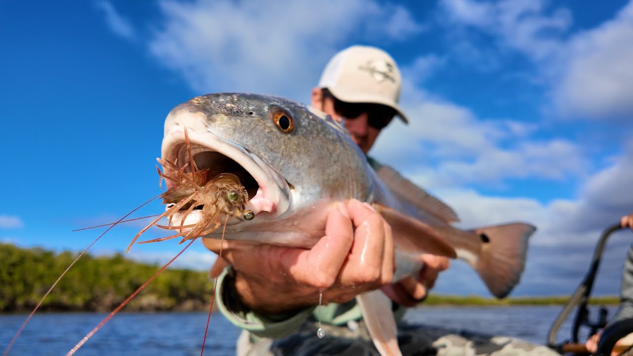 EPIC Crystal RIVER Redfish Fishing w/ Shrimp - Non-stop action + Trout and Sheepshead!!!