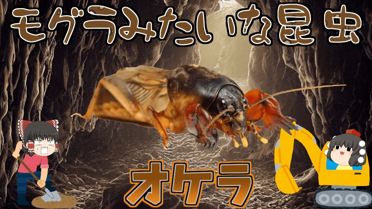 【ゆっくり解説】モグラみたいな昆虫！オケラ